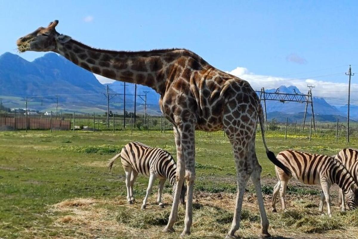 uma girafa ao lado de duas zebras em um campo