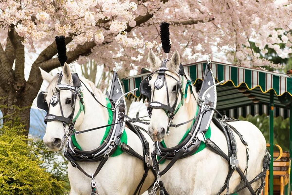 Dos caballos blancos de pie bajo un árbol en flor