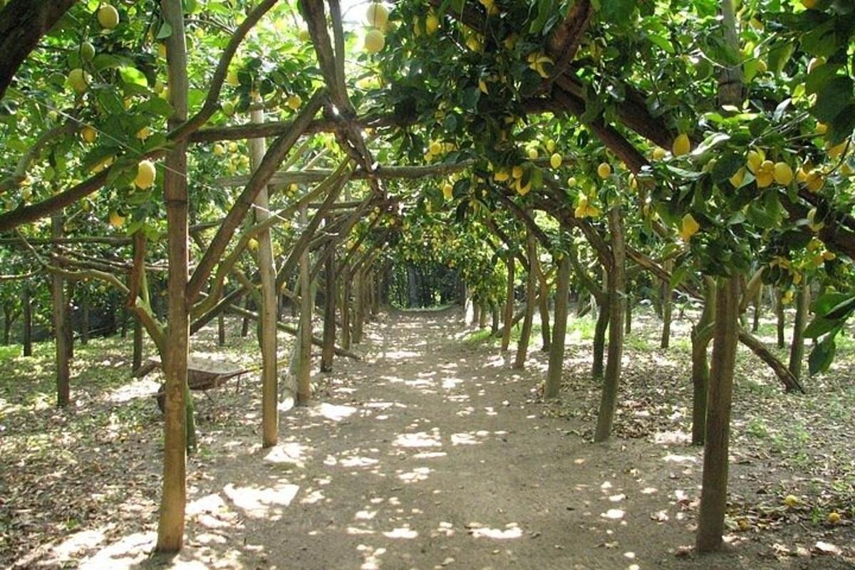 řada ovocných stromů v plantáži