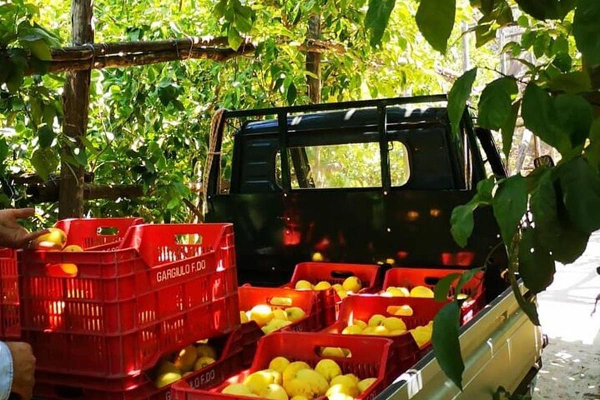 veoauto apelsinide ja muude puuviljade kastidega