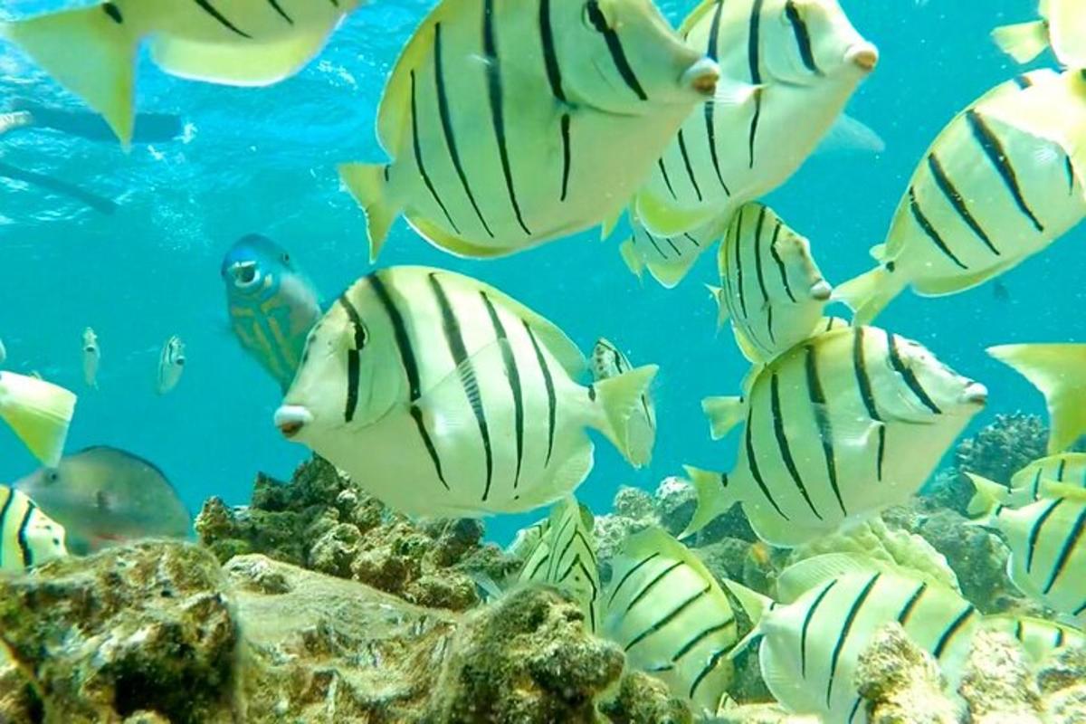 sekelompok ikan berenang di lautan