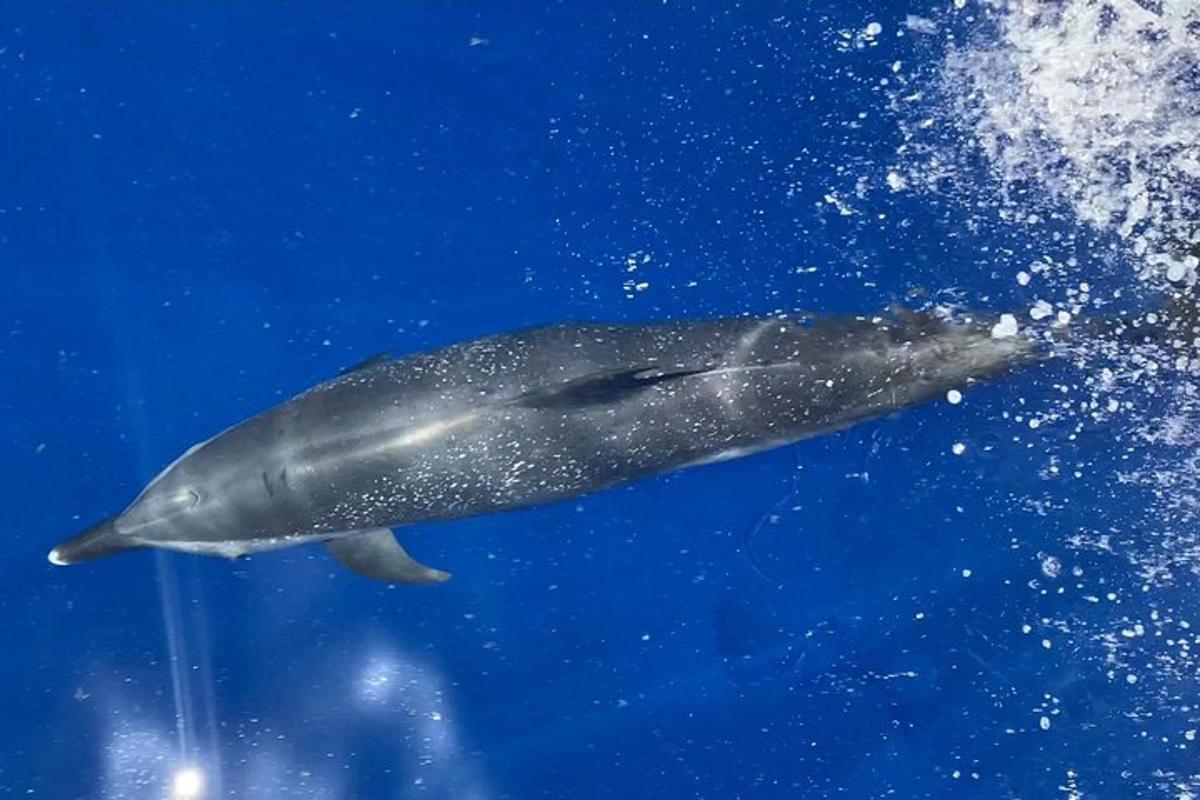 a dolphin swimming in the blue water