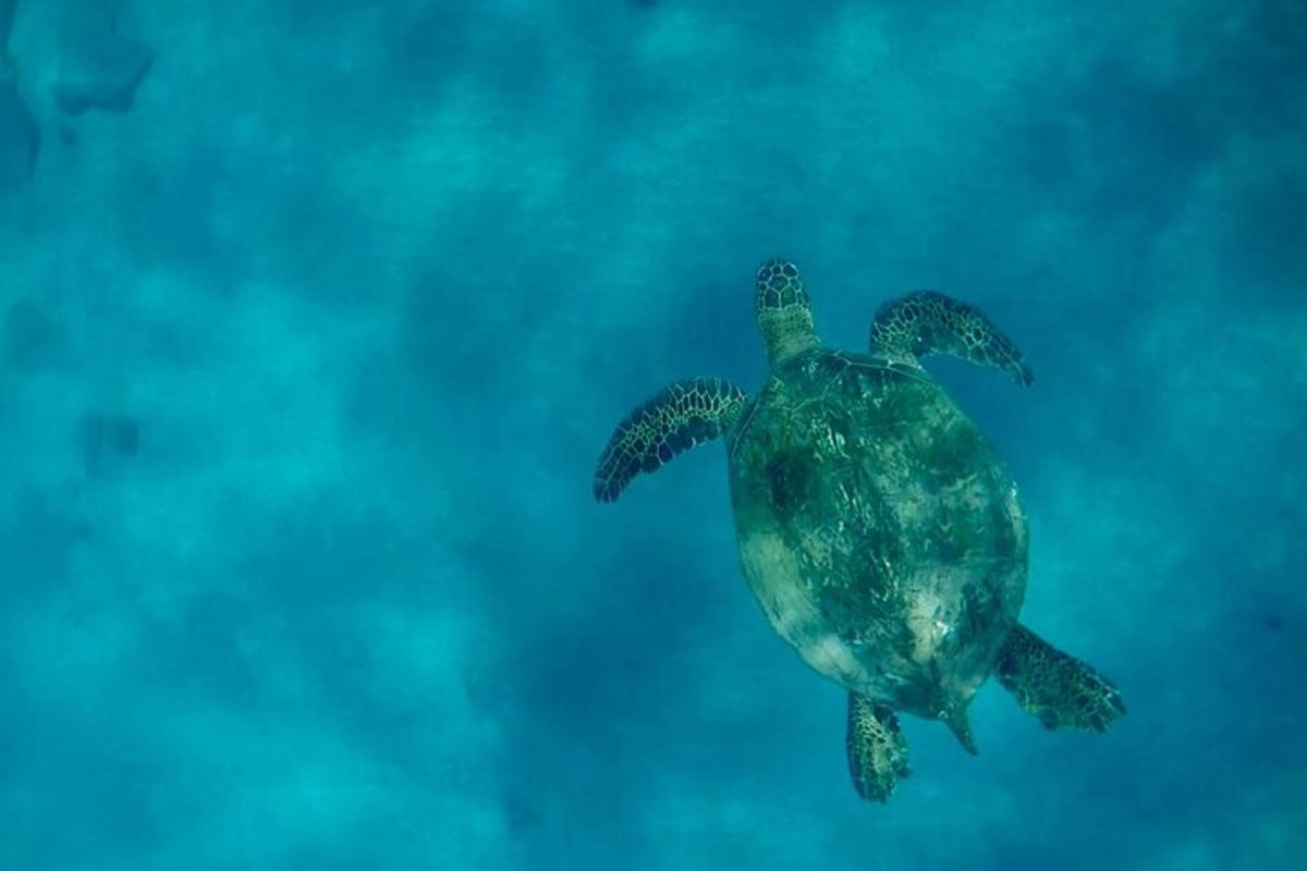 seekor penyu hijau berenang di air
