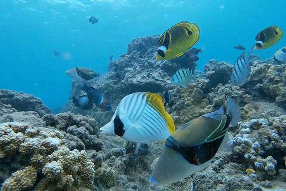 un gruppo di pesci che nuotano nell'oceano