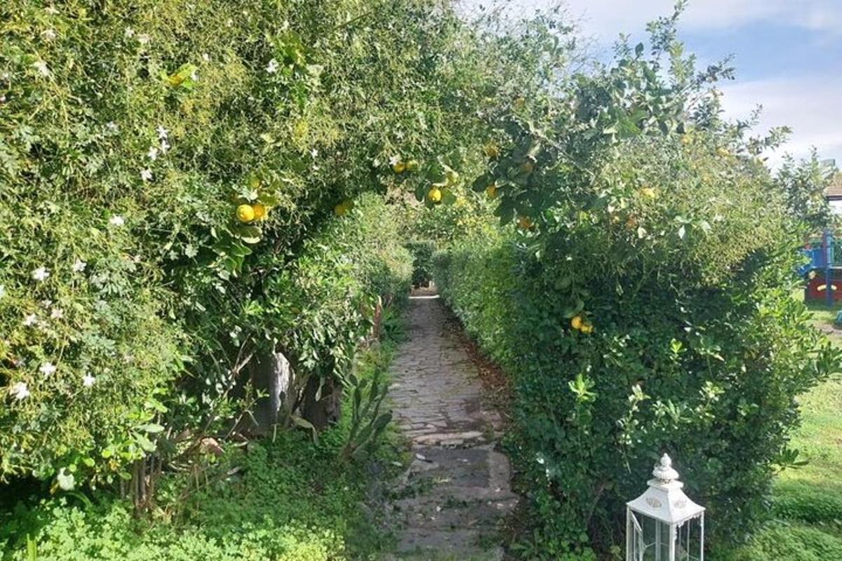 有橘子树和小路的花园