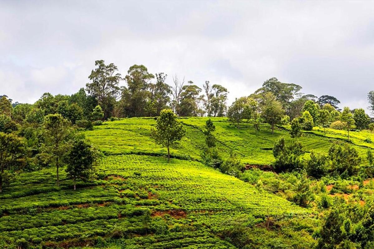 a green hill with trees on top of it