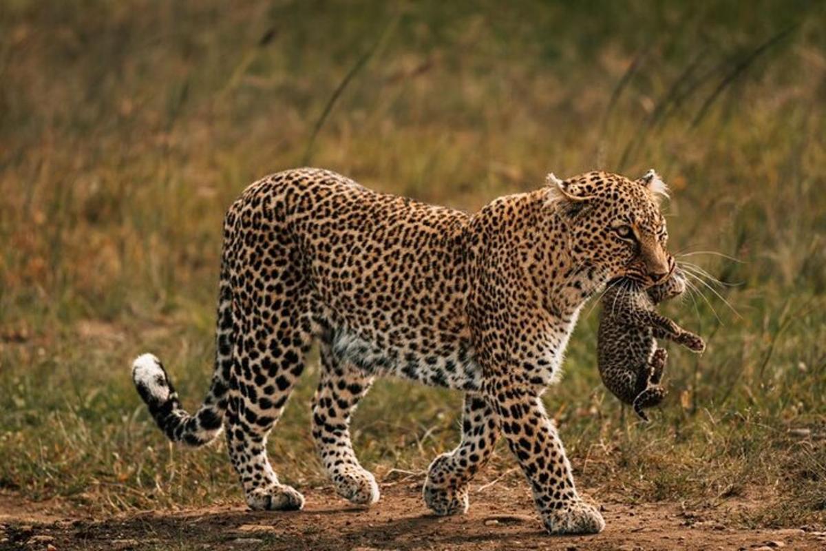 en gepard som går på en grusvei