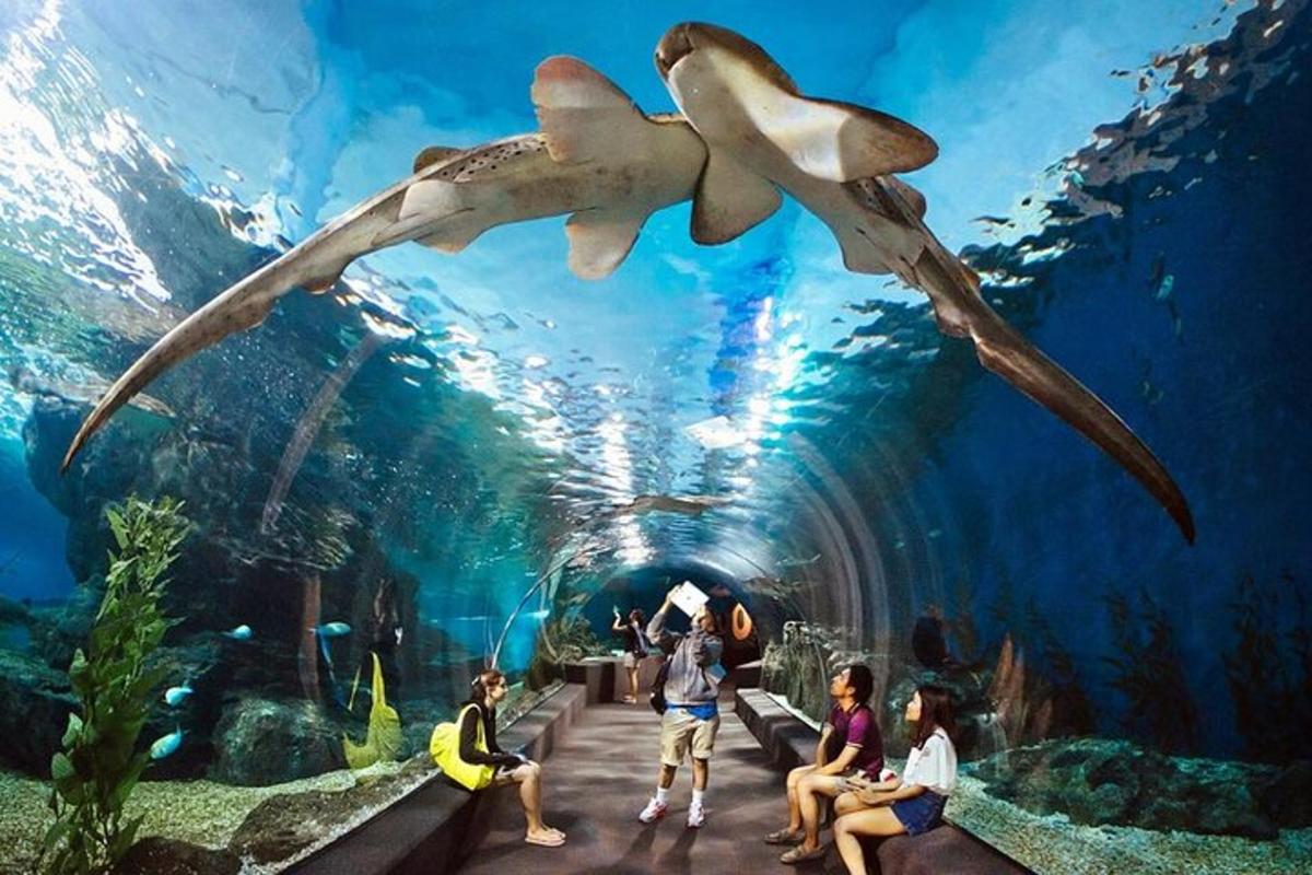 a group of people in an aquarium with a shark swimming