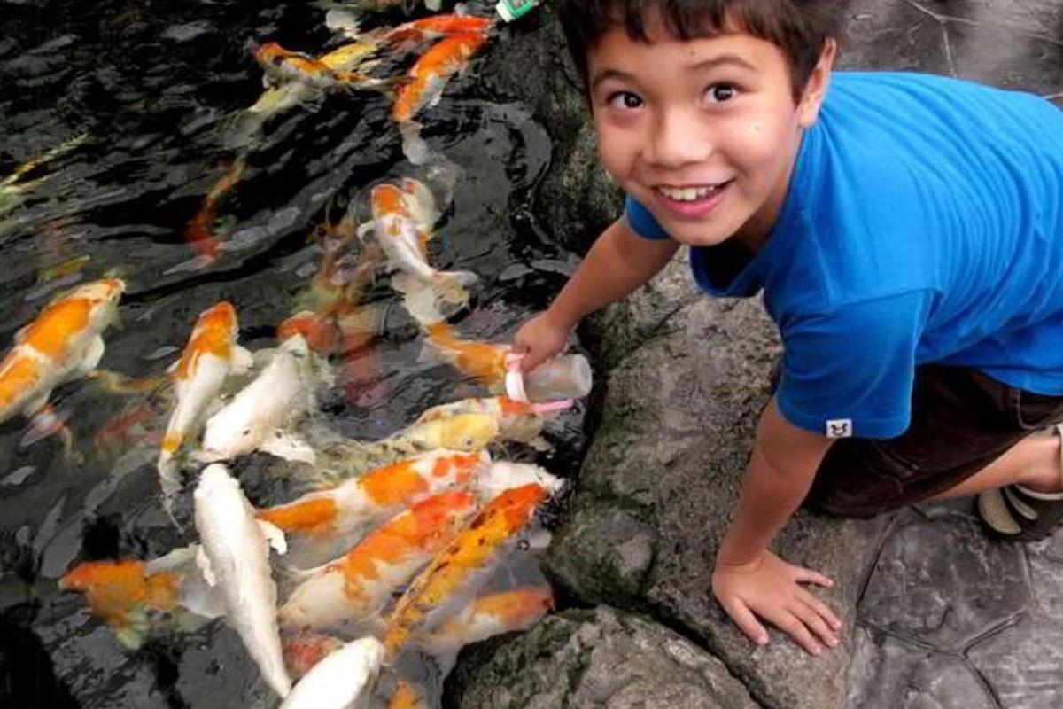 a young boy standing on a rock looking at kites in a pond