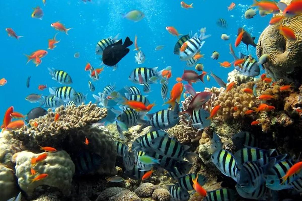 a school of fish on a coral reef
