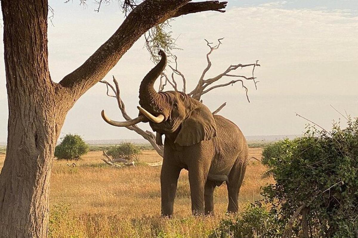 un elefante è in piedi accanto a un albero