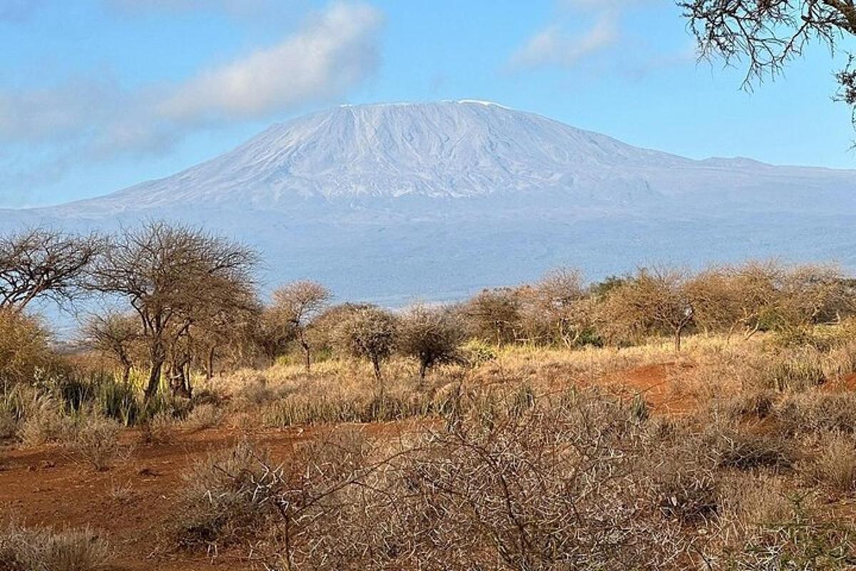 una montagna in lontananza con alberi in primo piano