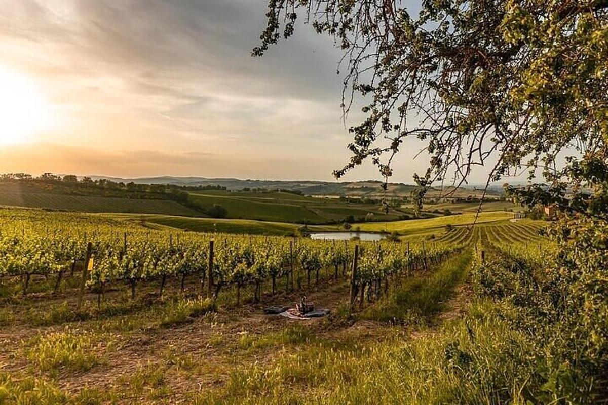 Un campo de viñas con la puesta de sol al fondo