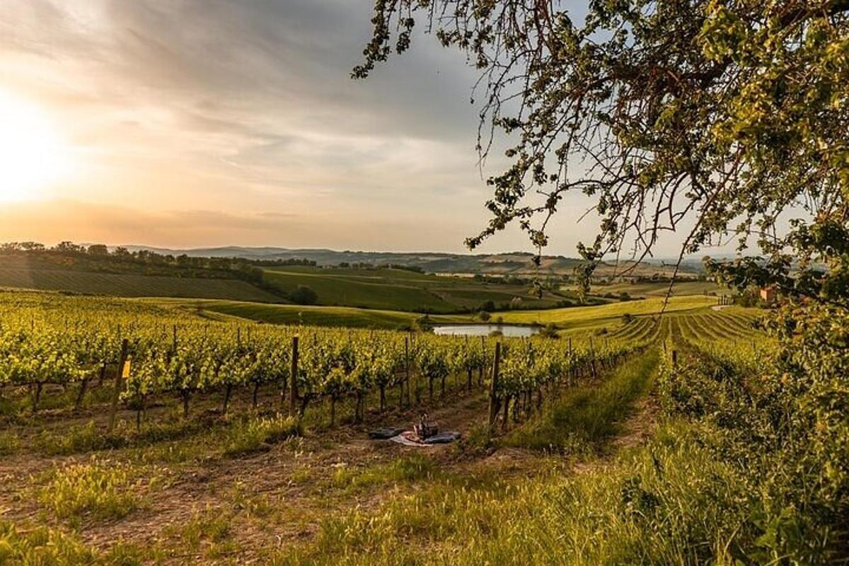 Un campo de viñas con la puesta de sol al fondo