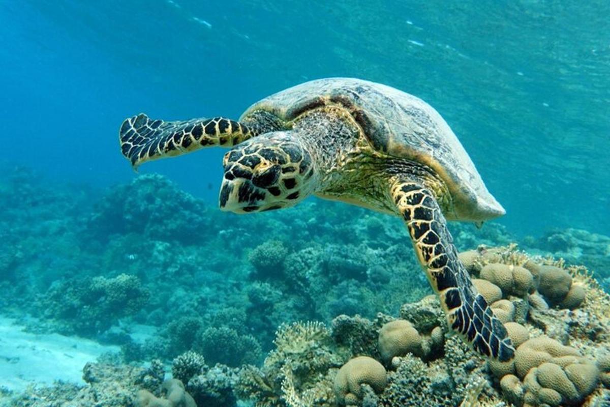 una tortuga verda nedant sobre un escull de corall