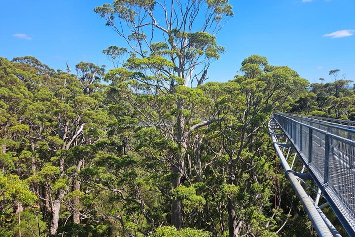 una passerella sopraelevata in una foresta di alberi