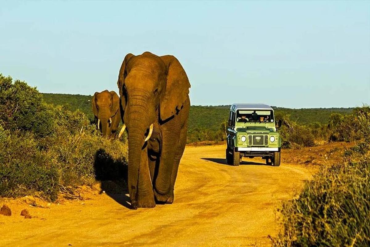un elefant caminant per un camí de terra amb un camió