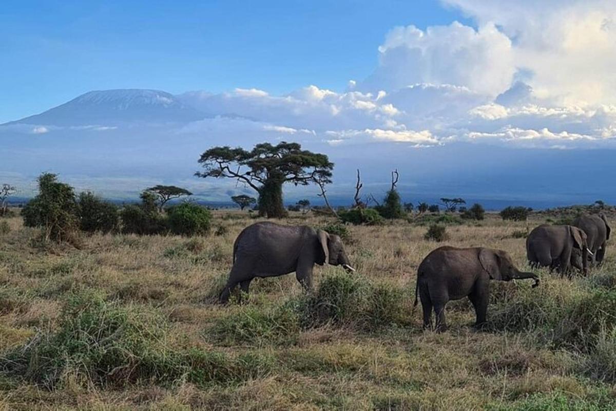 un ramat d'elefants caminant per un camp