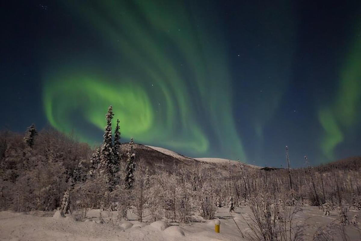egy aurora az égen egy hófödte erdő felett