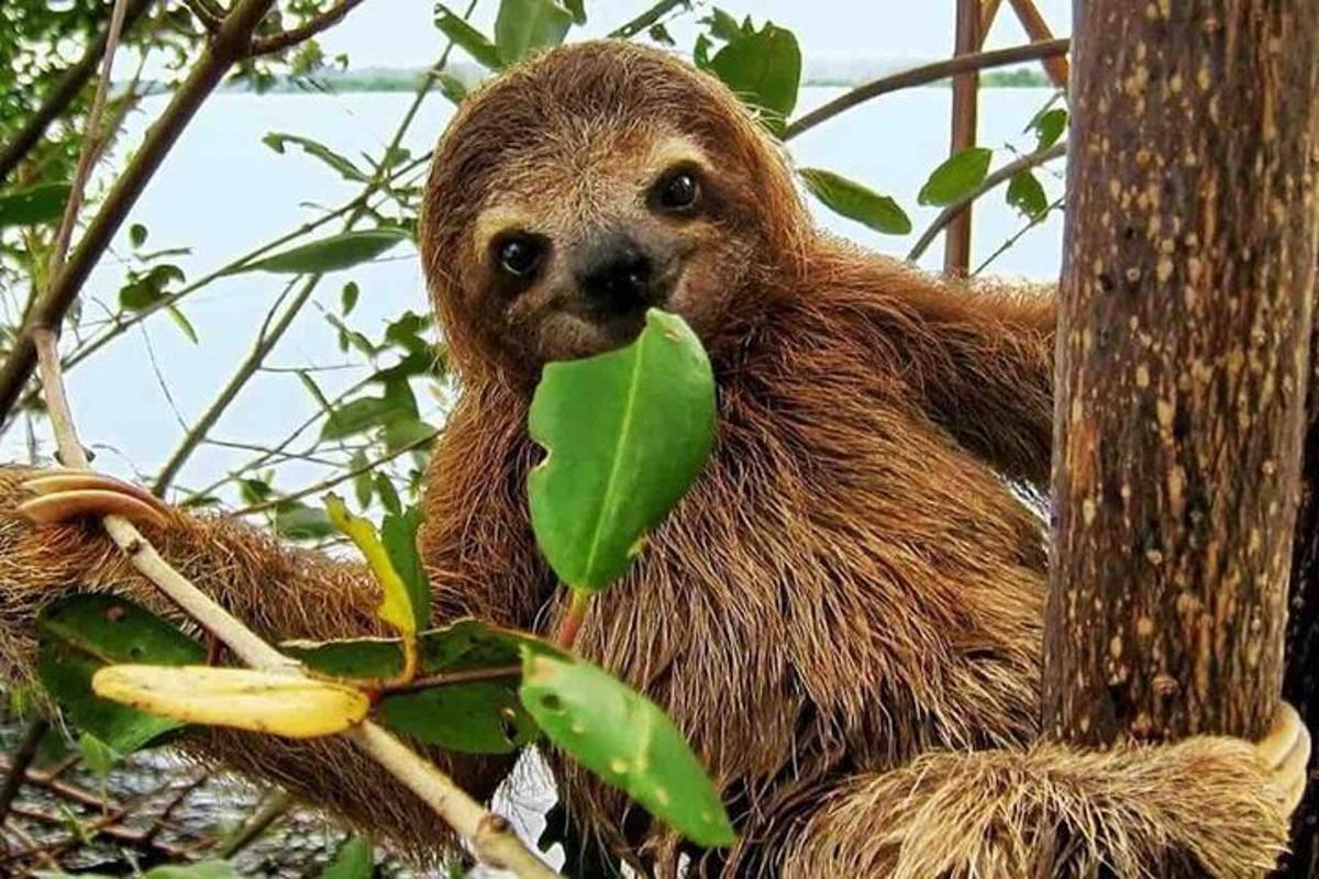 et dovendyr som sitter i et tre med et blad i munnen