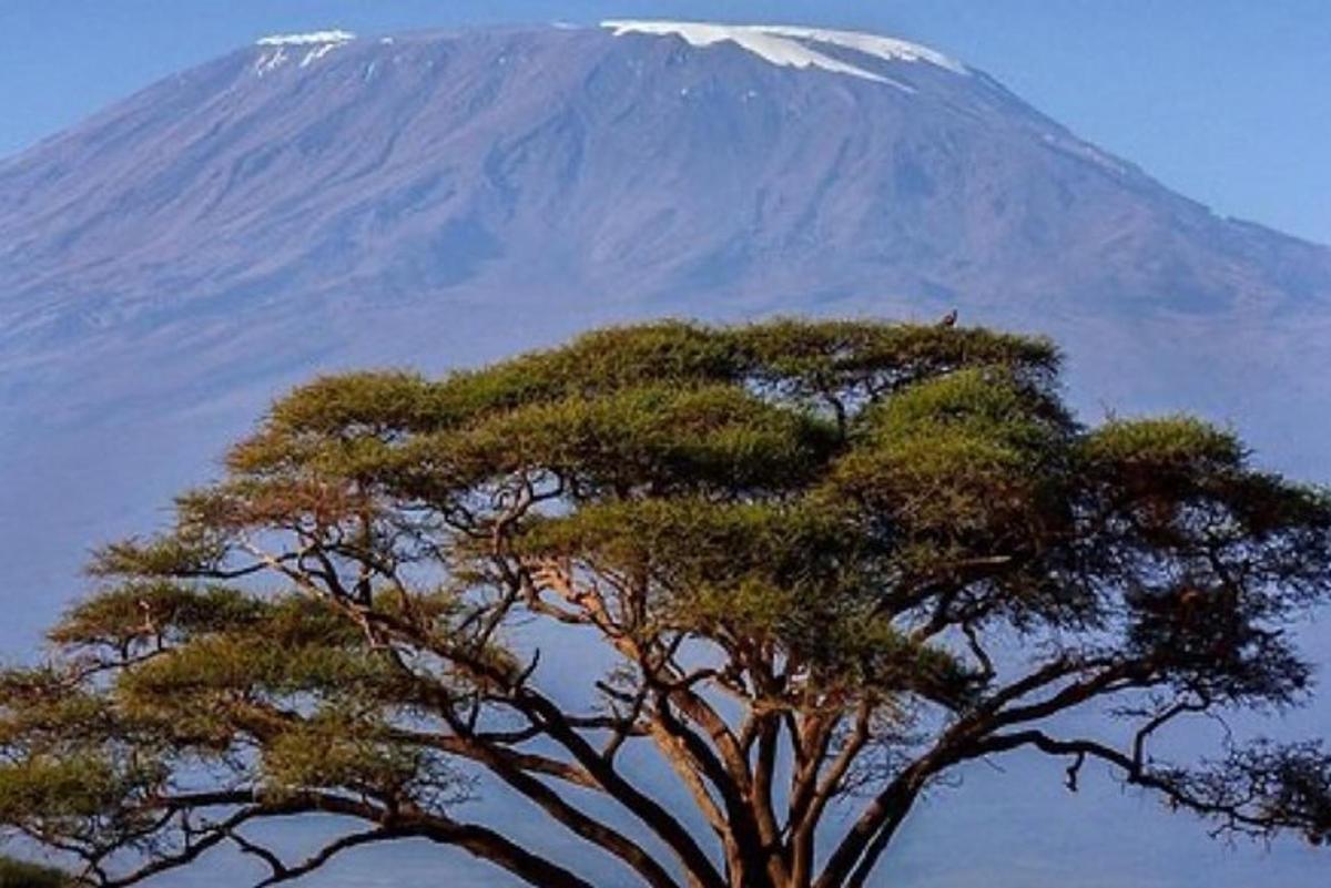un arbre avec une montagne enneigée en arrière-plan