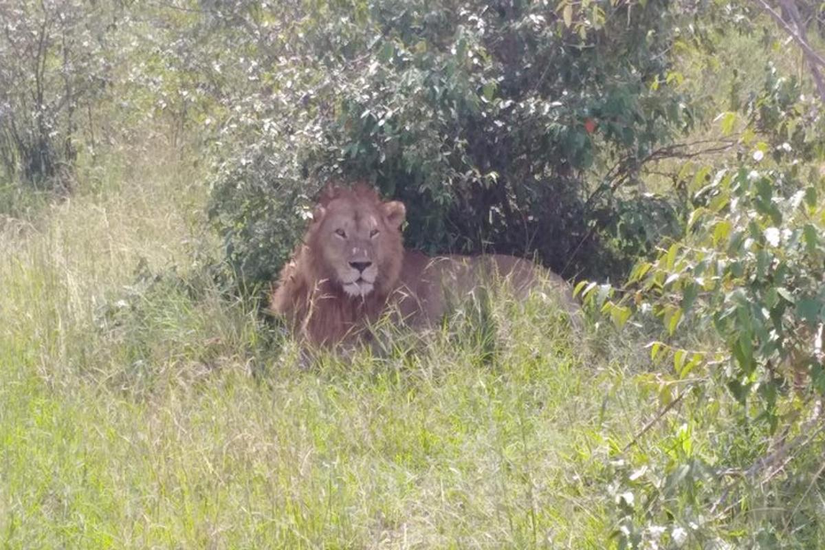 a lion laying in the grass in a field
