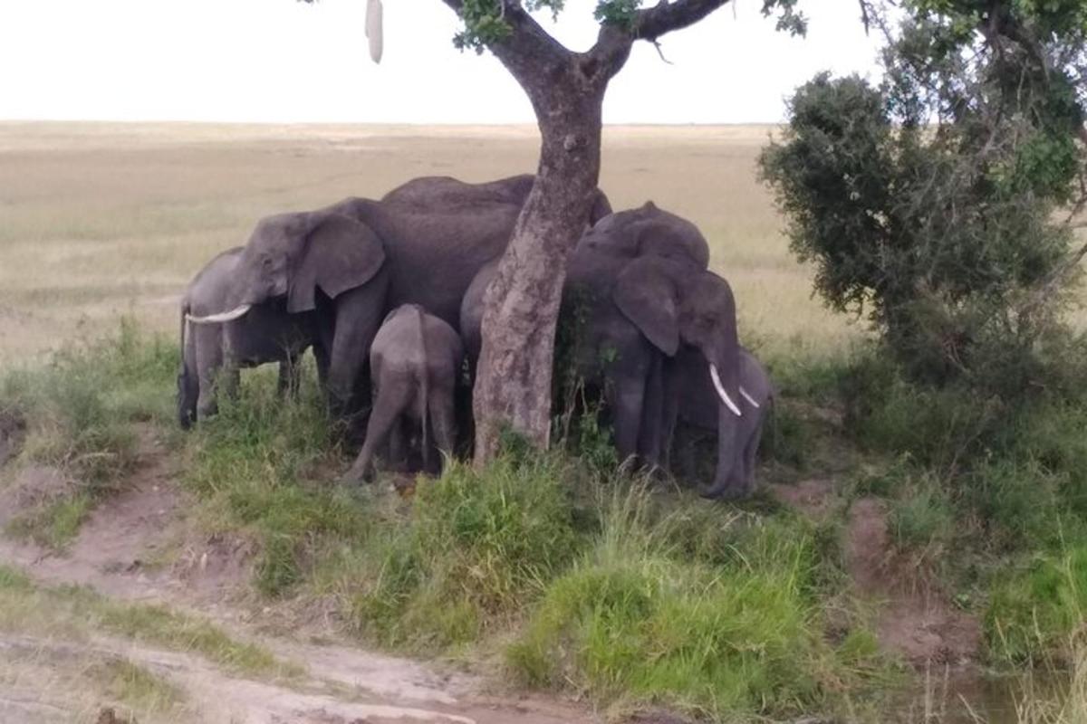 a herd of elephants standing next to a tree