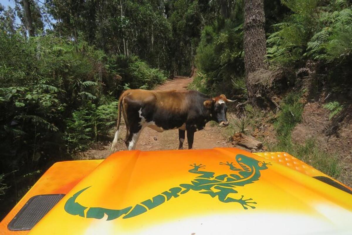 seekor lembu berdiri di atas khemah di laluan