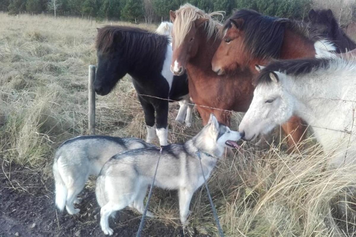 Skupina koní a pes stojící vedle plotu
