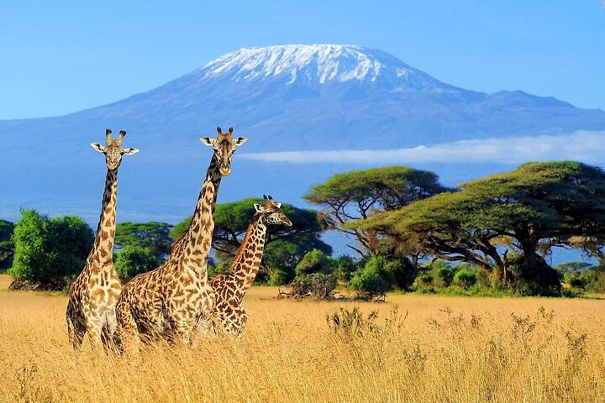 quattro giraffe in piedi in un campo con una montagna sullo sfondo