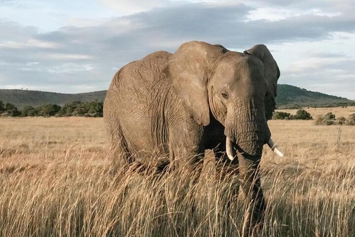un elefant dempeus en un camp d'herba alta