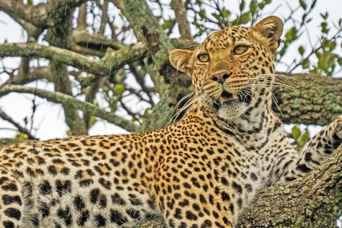 a leopard is standing in a tree
