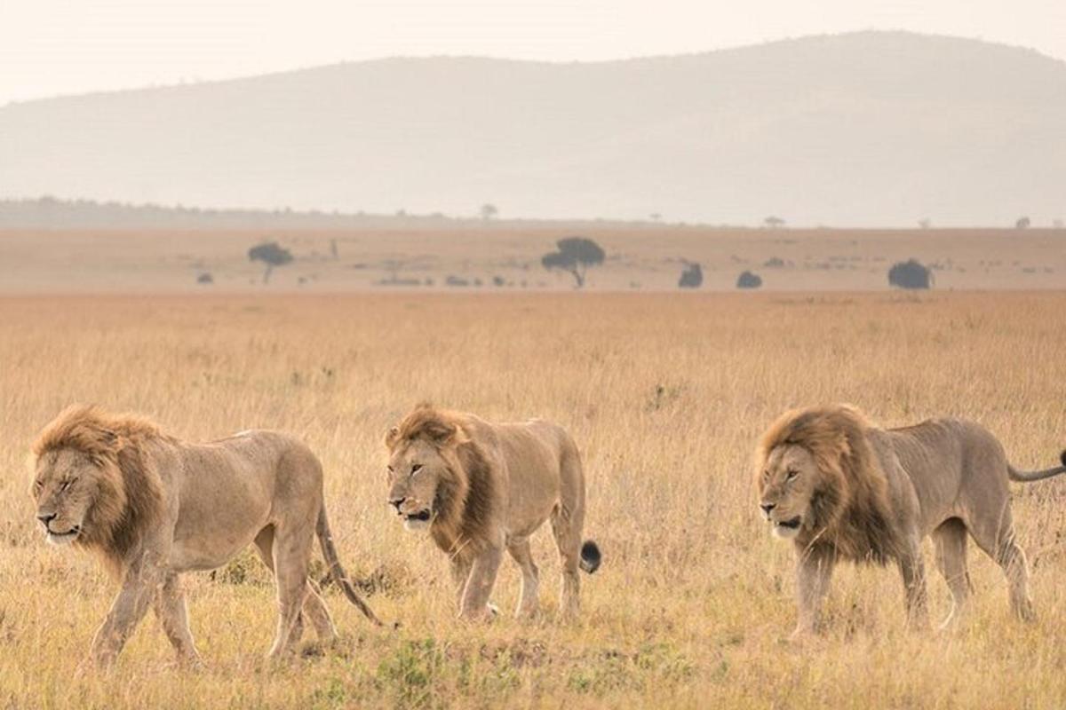 un grup de tres lleons caminant per un camp