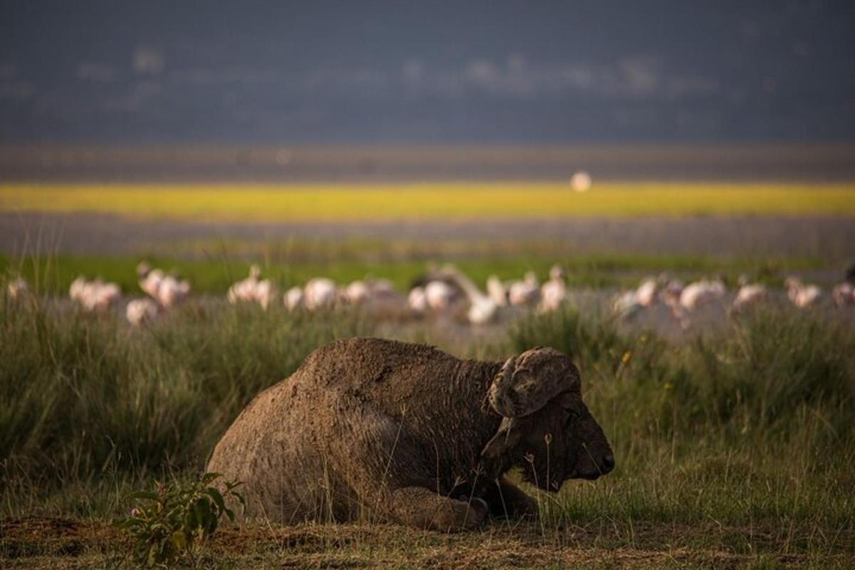 en elefant som ligger i gresset med en flokk med dyr