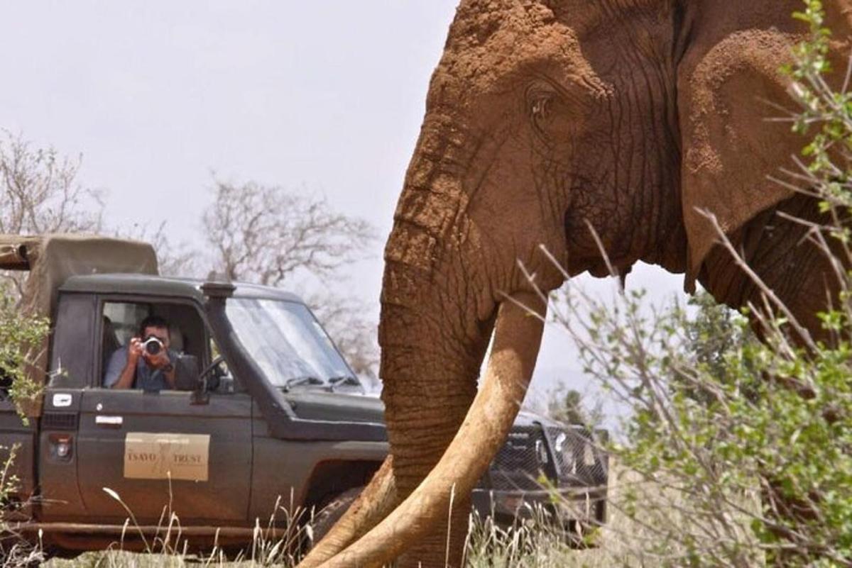 un home fent una foto d'un elefant en un camió