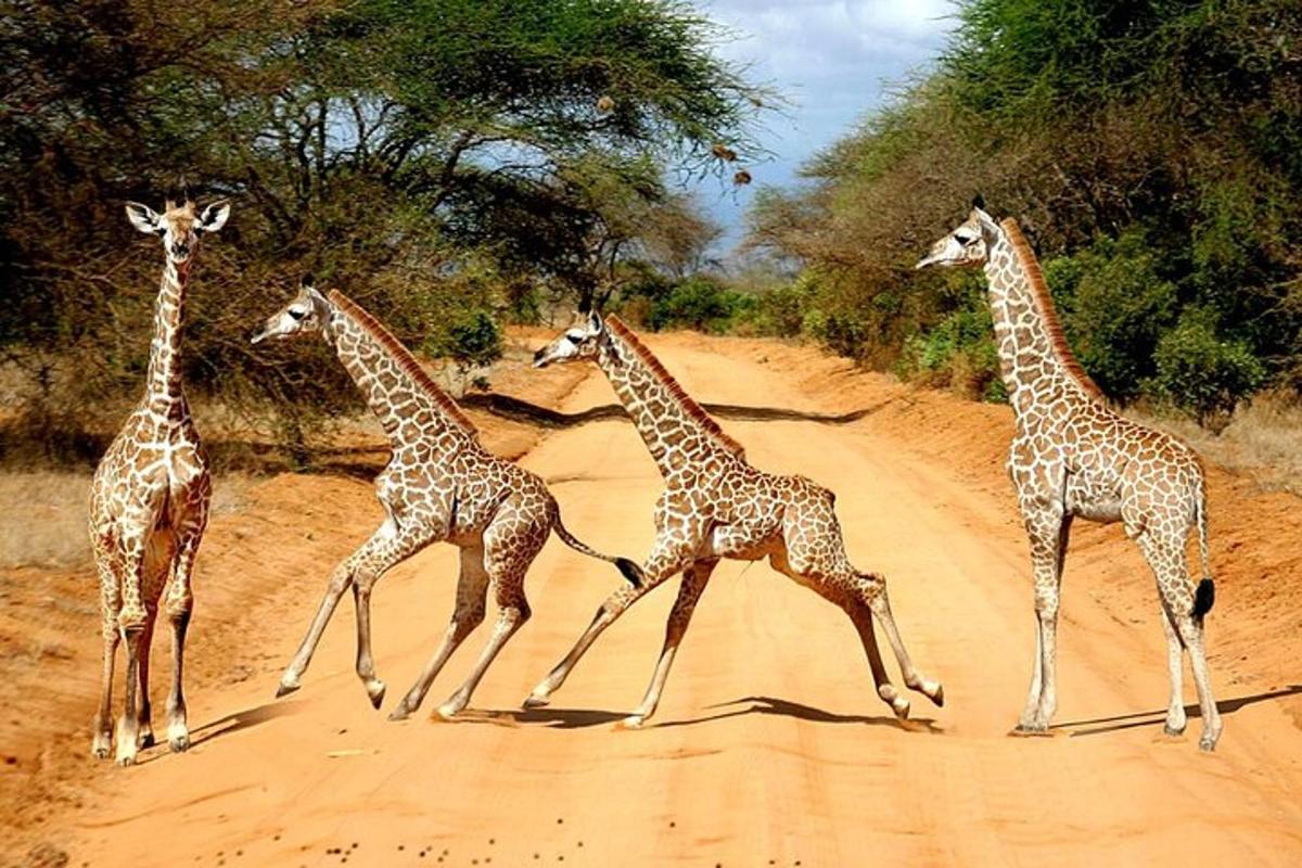 un grupo de jirafas cruzando un camino de tierra