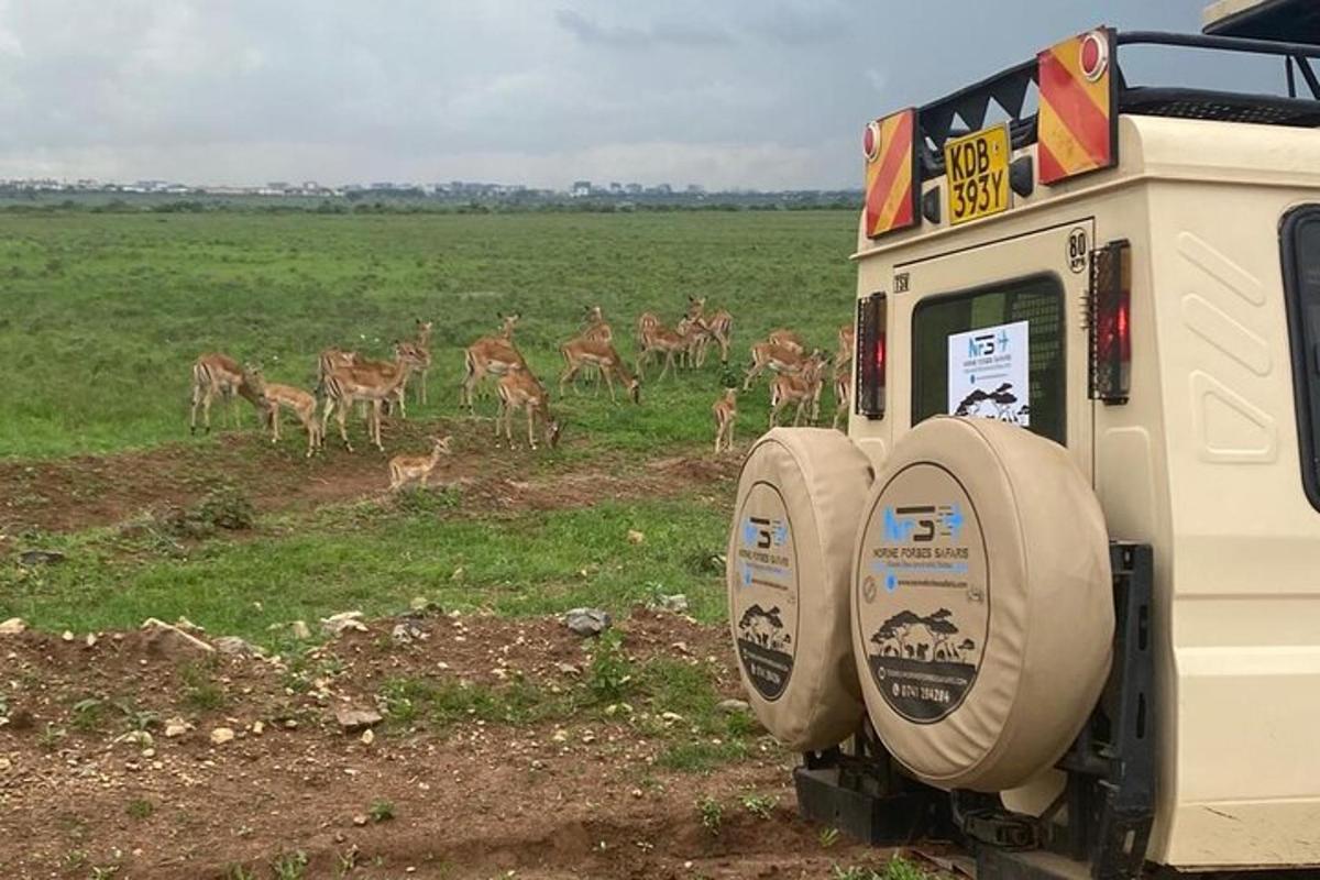 sekumpulan rusa di padang di sebelah kenderaan