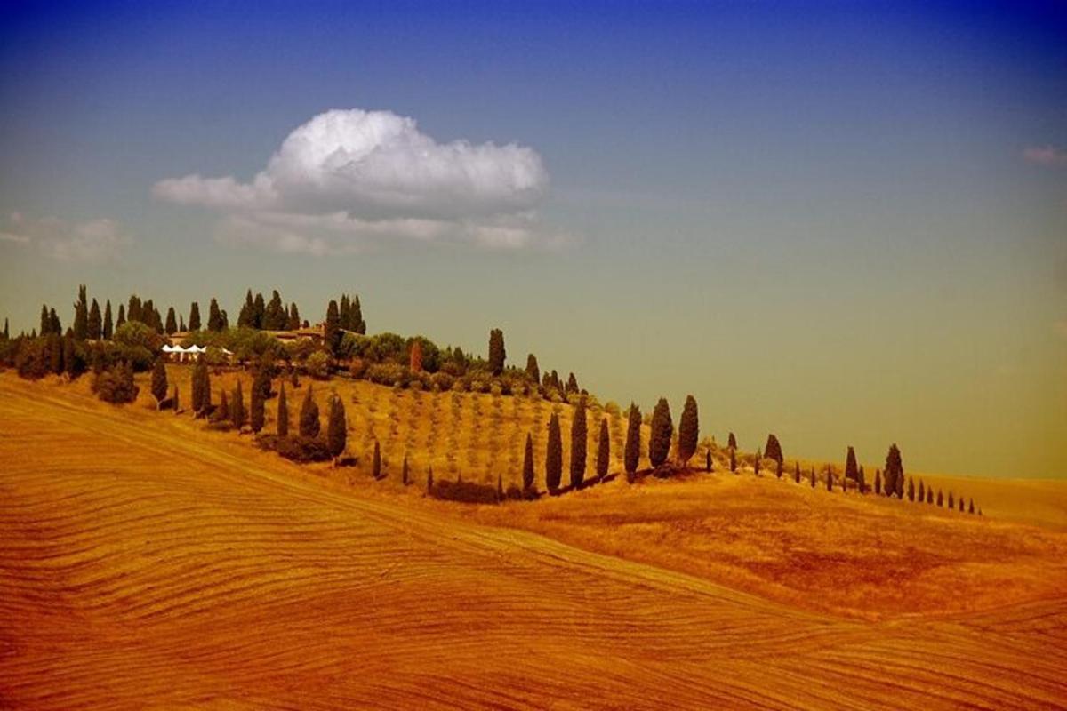 una fila di alberi su una collina in un campo