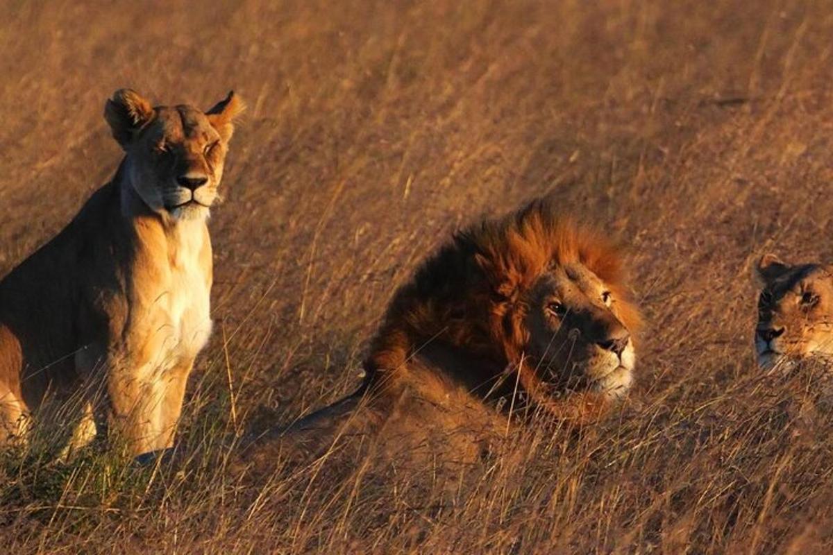 tre leoni sdraiati in un campo di erba alta