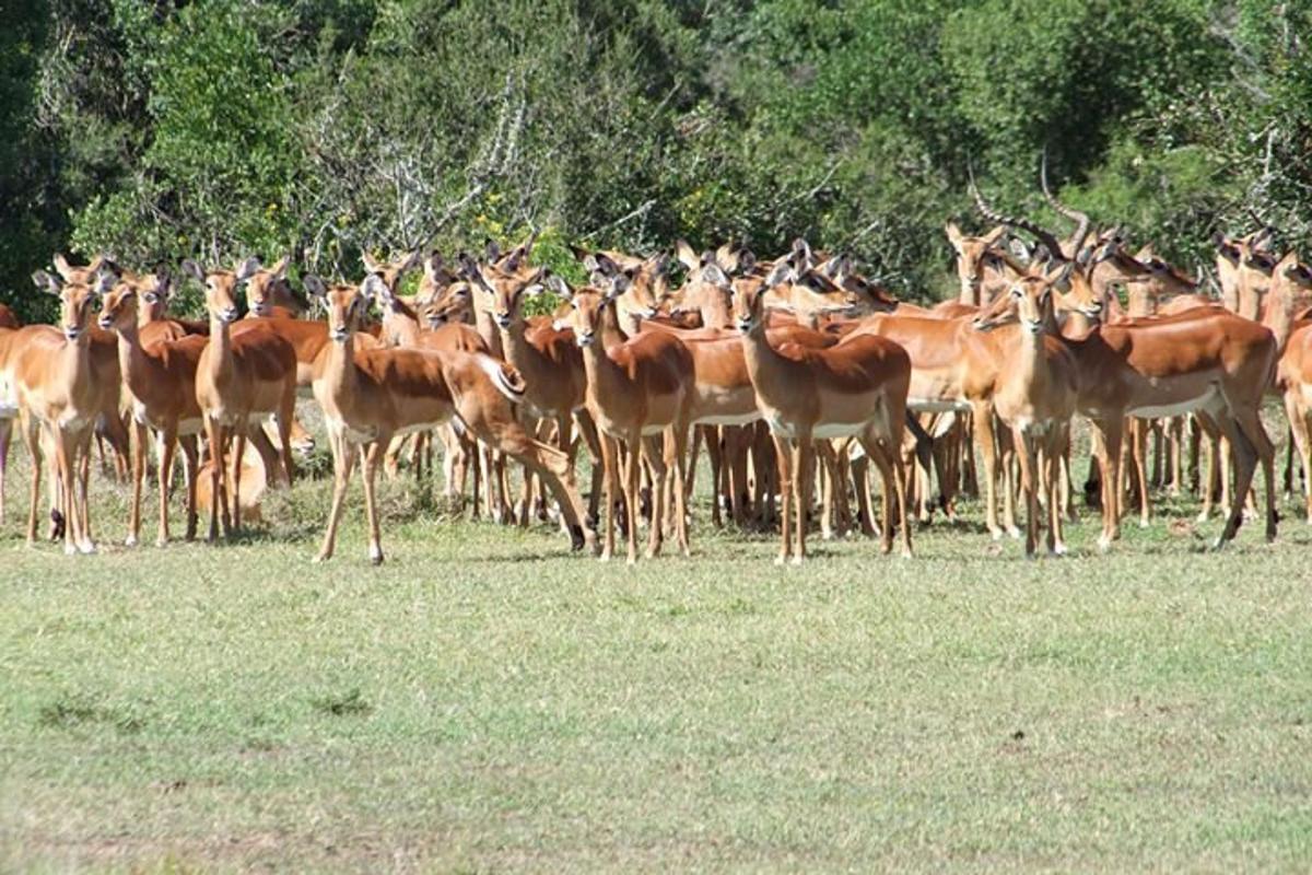 una grande mandria di cervi in piedi in un campo