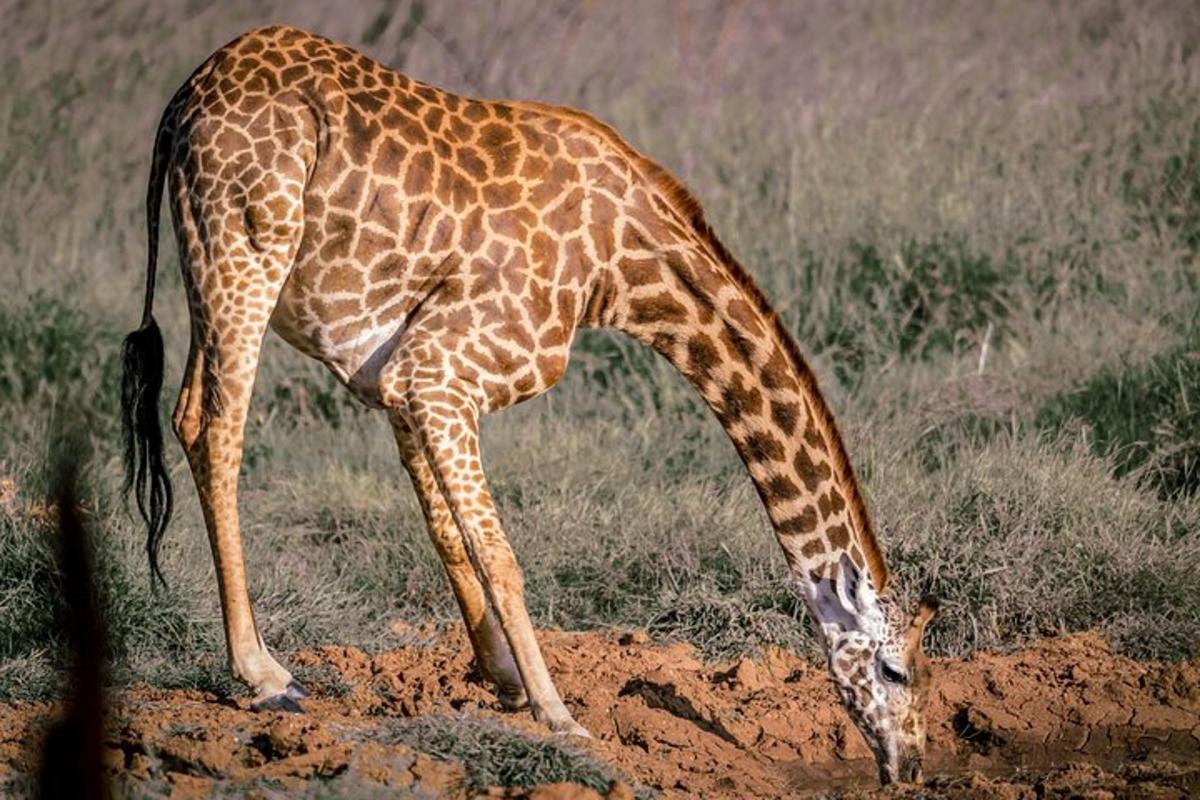 una giraffa in piedi nella polvere con la testa nel terreno