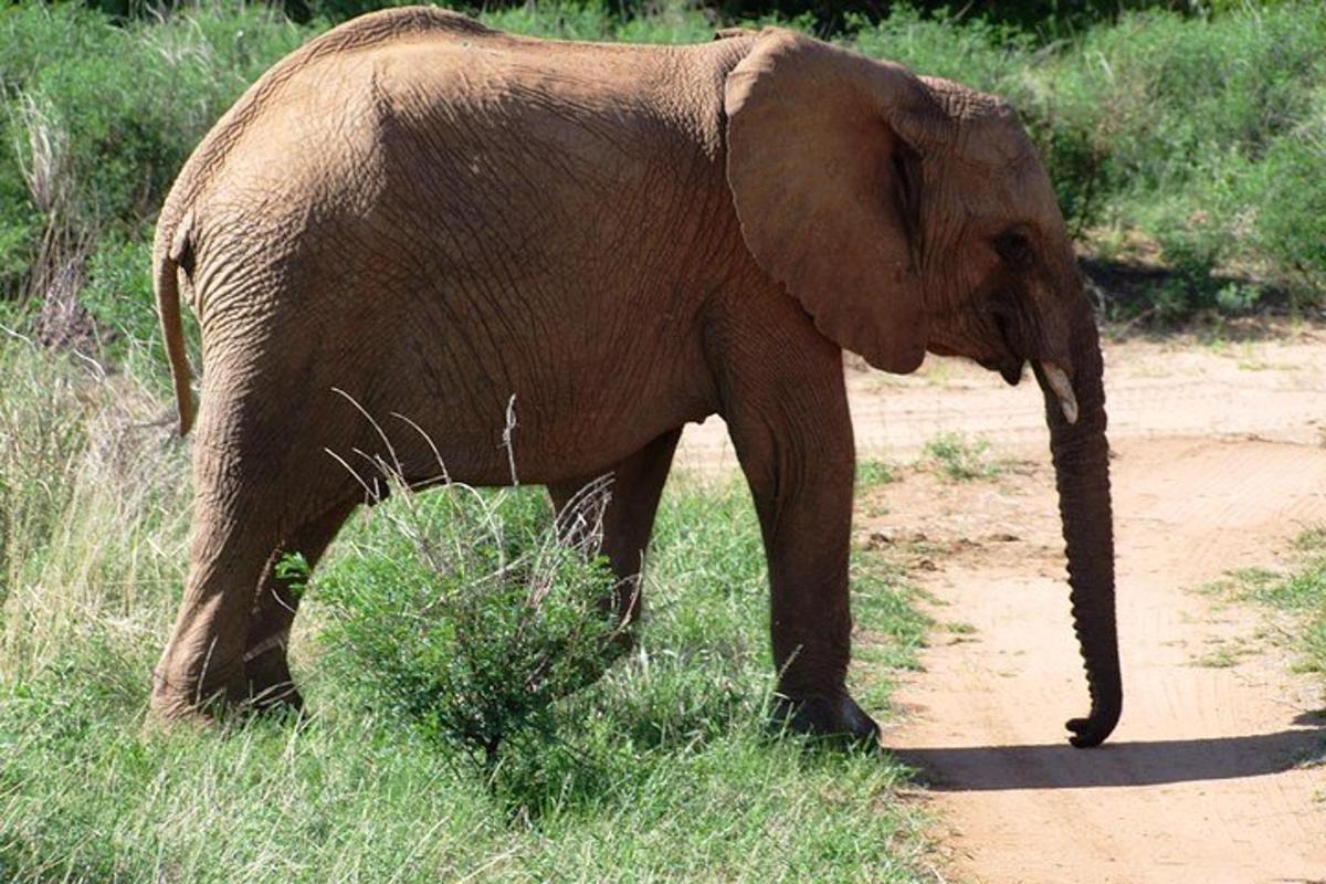 un elefante sta camminando su una strada sterrata