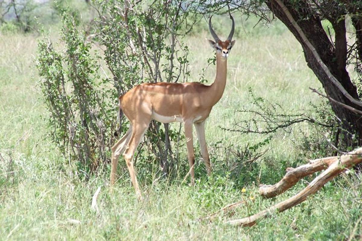una gacela parada en un campo de hierba