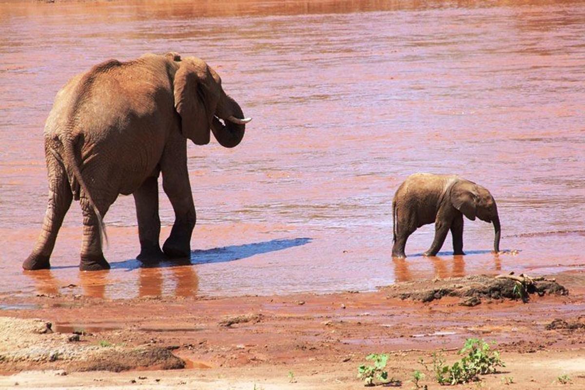 Un elefante bebé y un elefante adulto caminando en el agua