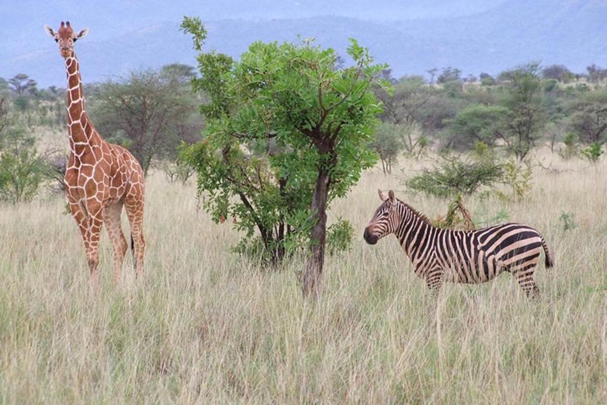 žirafa a zebra stojící na poli
