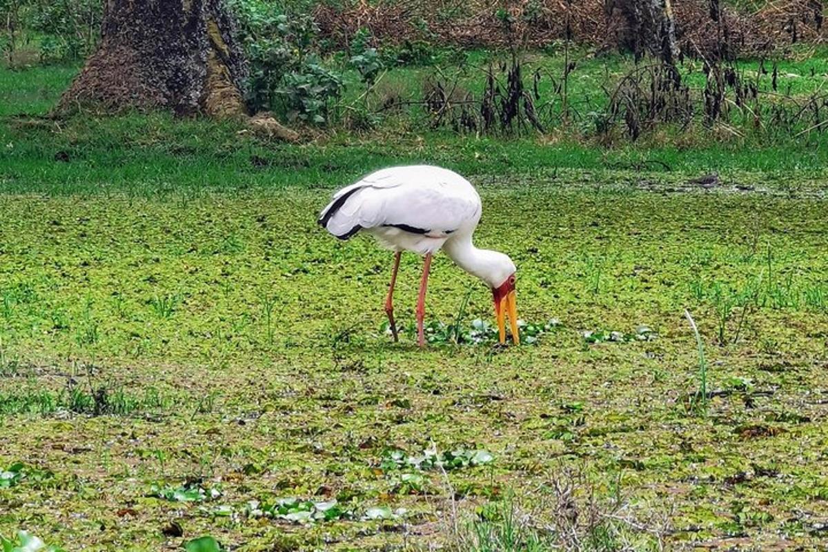 o pasăre albă cu picioare lungi stând pe un câmp