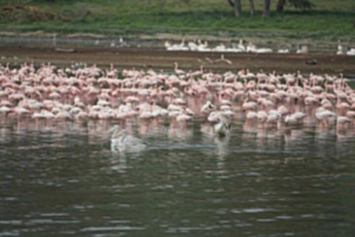 a large flock of pink birds standing in the water
