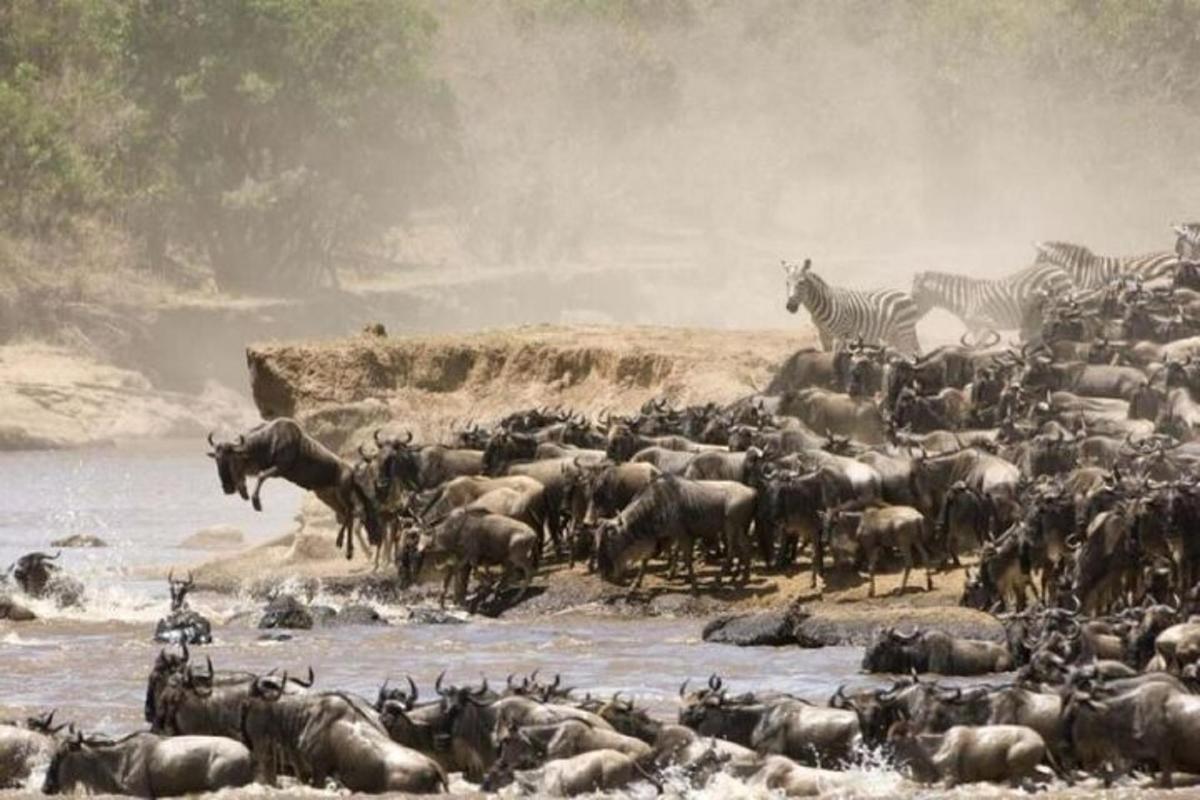 a herd of animals in the water with zebras