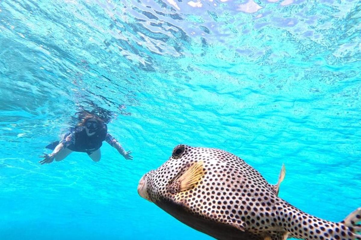 a person swimming in the water next to a whale shark
