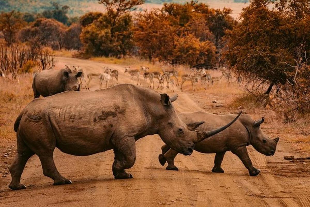 a group of rhinos crossing a dirt road